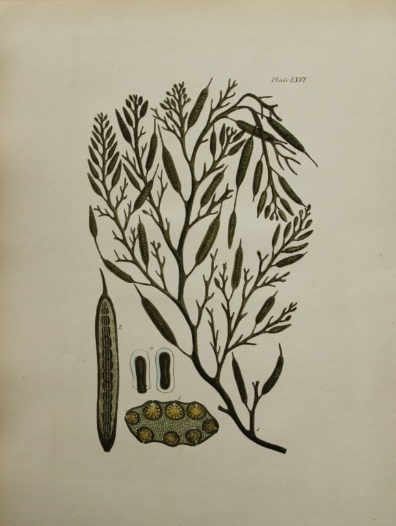 William Harvey - Hand-coloured lithograph of Sea-Weed 1846: This lithograph is from Phycologia Britannica or A History of British Sea-Weeds containing figures generic and specific characters, synonymes and descriptions by William Heny Harvey. Published by Reev