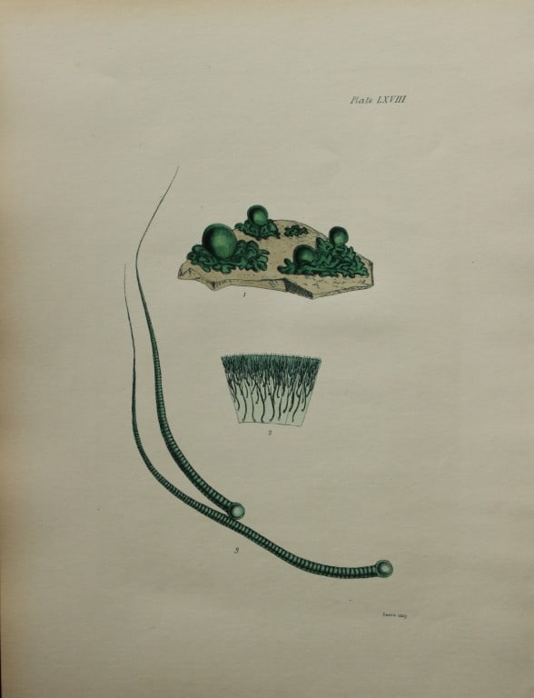 William Harvey - Hand-coloured lithograph of Sea-Weed 1846: This lithograph is from Phycologia Britannica or A History of British Sea-Weeds containing figures generic and specific characters, synonymes and descriptions by William Heny Harvey. Published by Reev