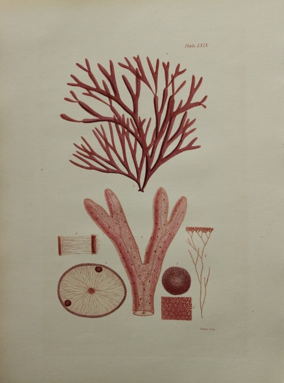William Harvey - Hand-coloured lithograph of Sea-Weed 1846: This lithograph is from Phycologia Britannica or A History of British Sea-Weeds containing figures generic and specific characters, synonymes and descriptions by William Heny Harvey. Published by Reev