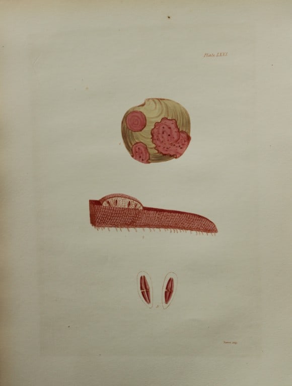 William Harvey - Hand-coloured lithograph of Sea-Weed 1846: This lithograph is from Phycologia Britannica or A History of British Sea-Weeds containing figures generic and specific characters, synonymes and descriptions by William Heny Harvey. Published by Reev