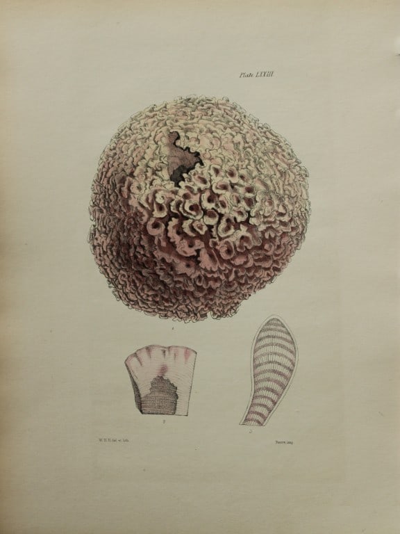 William Harvey - Hand-coloured lithograph of Sea-Weed 1846: This lithograph is from Phycologia Britannica or A History of British Sea-Weeds containing figures generic and specific characters, synonymes and descriptions by William Heny Harvey. Published by Reev