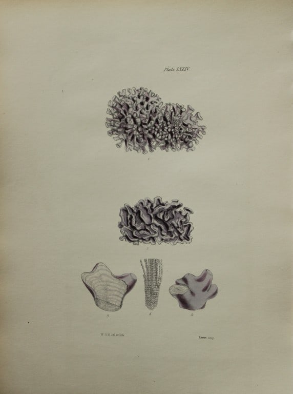 William Harvey - Hand-coloured lithograph of Sea-Weed 1846: This lithograph is from Phycologia Britannica or A History of British Sea-Weeds containing figures generic and specific characters, synonymes and descriptions by William Heny Harvey. Published by Reev