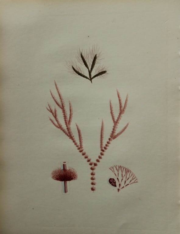 William Harvey - Hand-coloured lithograph of Sea-Weed 1846: This lithograph is from Phycologia Britannica or A History of British Sea-Weeds containing figures generic and specific characters, synonymes and descriptions by William Heny Harvey. Published by Reev