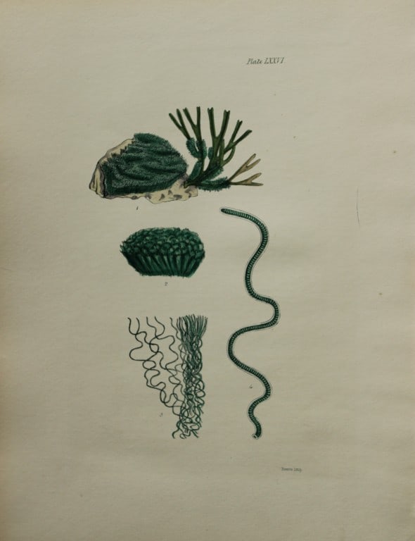 William Harvey - Hand-coloured lithograph of Sea-Weed 1846: This lithograph is from Phycologia Britannica or A History of British Sea-Weeds containing figures generic and specific characters, synonymes and descriptions by William Heny Harvey. Published by Reev