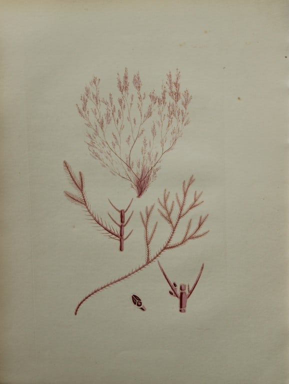 William Harvey - Hand-coloured lithograph of Sea-Weed 1846: This lithograph is from Phycologia Britannica or A History of British Sea-Weeds containing figures generic and specific characters, synonymes and descriptions by William Heny Harvey. Published by Reev