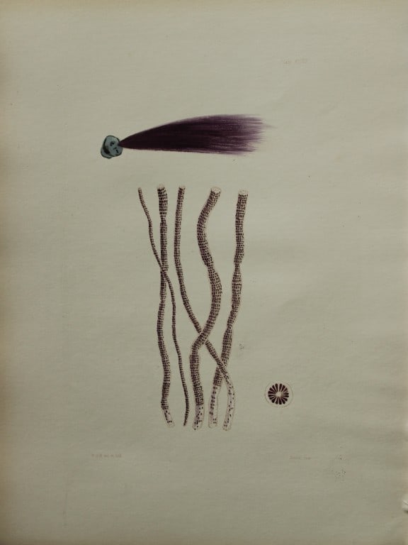 William Harvey - Hand-coloured lithograph of Sea-Weed 1846: This lithograph is from Phycologia Britannica or A History of British Sea-Weeds containing figures generic and specific characters, synonymes and descriptions by William Heny Harvey. Published by Reev
