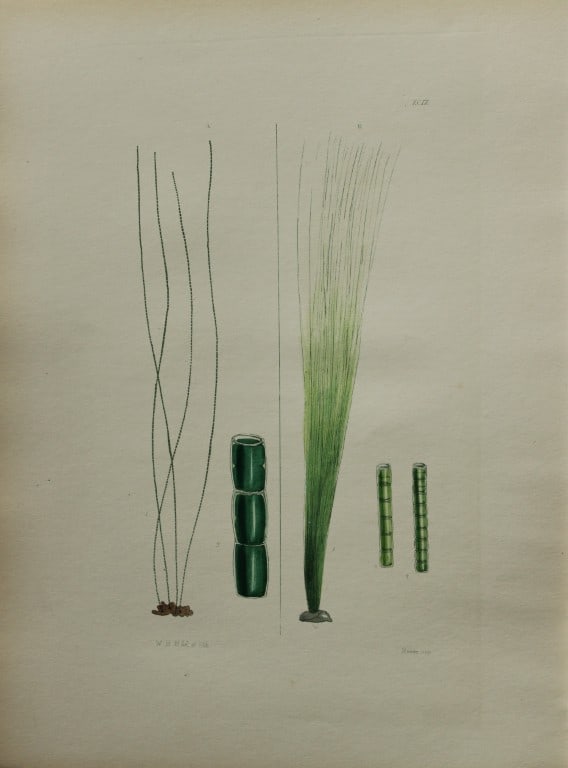 William Harvey - Hand-coloured lithograph of Sea-Weed 1846: This lithograph is from Phycologia Britannica or A History of British Sea-Weeds containing figures generic and specific characters, synonymes and descriptions by William Heny Harvey. Published by Reev