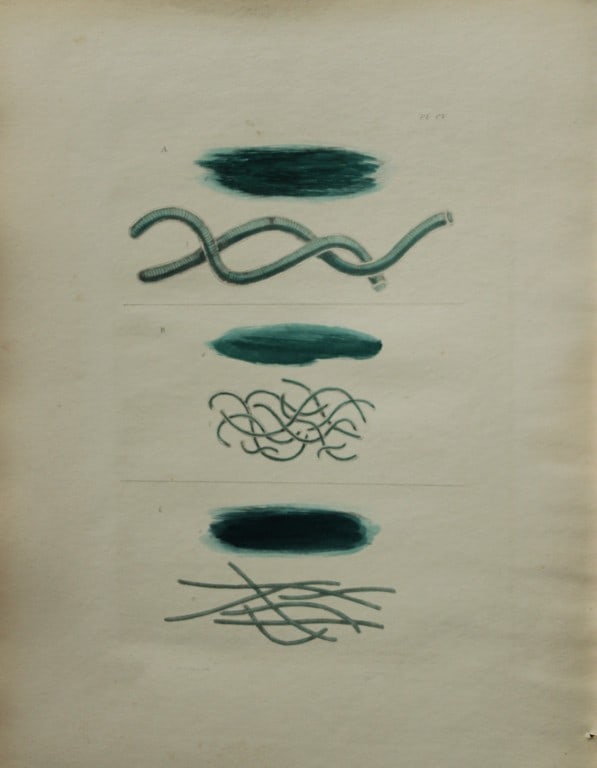 William Harvey - Hand-coloured lithograph of Sea-Weed 1846: This lithograph is from Phycologia Britannica or A History of British Sea-Weeds containing figures generic and specific characters, synonymes and descriptions by William Heny Harvey. Published by Reev