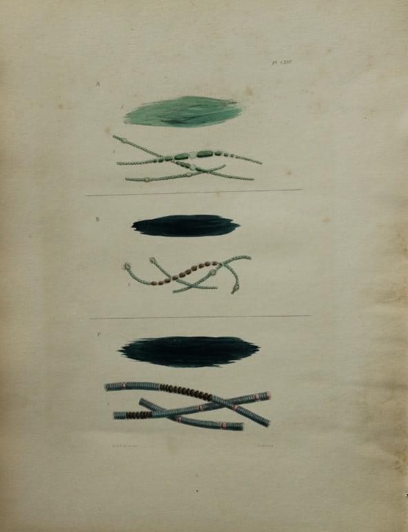 William Harvey - Hand-coloured lithograph of Sea-Weed 1846: This lithograph is from Phycologia Britannica or A History of British Sea-Weeds containing figures generic and specific characters, synonymes and descriptions by William Heny Harvey. Published by Reev
