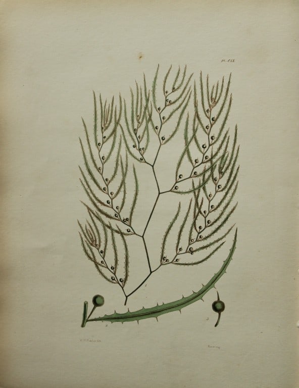 William Harvey - Hand-coloured lithograph of Sea-Weed 1846: This lithograph is from Phycologia Britannica or A History of British Sea-Weeds containing figures generic and specific characters, synonymes and descriptions by William Heny Harvey. Published by Reev