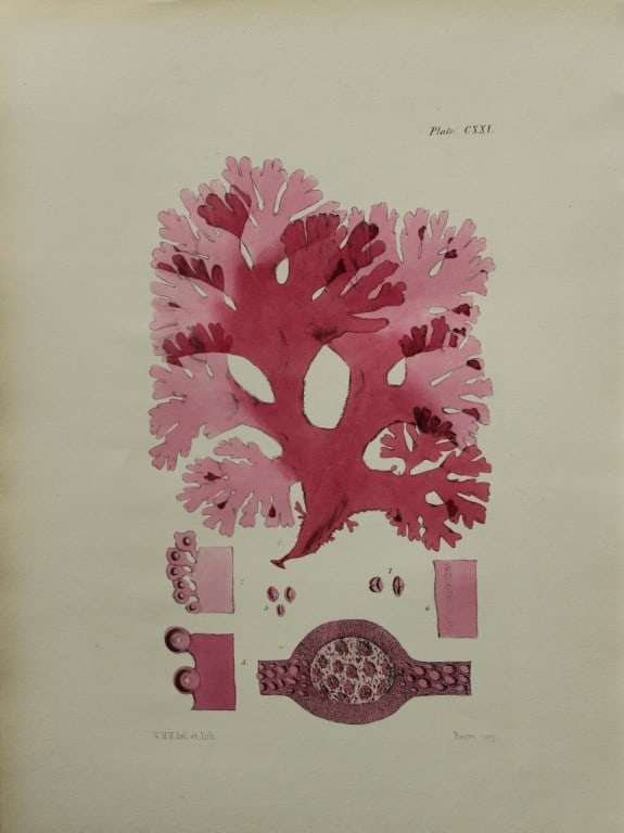 William Harvey - Hand-coloured lithograph of Sea-Weed 1846: This lithograph is from Phycologia Britannica or A History of British Sea-Weeds containing figures generic and specific characters, synonymes and descriptions by William Heny Harvey. Published by Reev