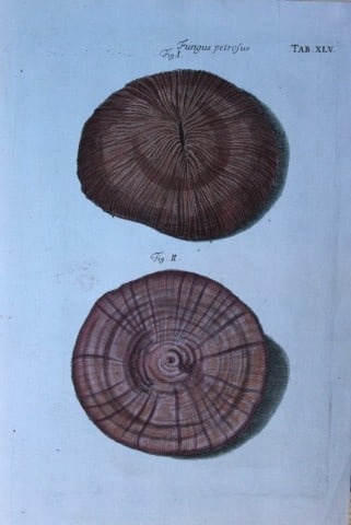 JS Schroter - Rare hand coloured engraving of shells 1782: This rare hand coloured copper plate conchology engraving, on laid paper, is originally from Musei Gottwaldiani Testaceorum, Stellarum Marinarum et Coralliorum quae Supersunt Tablulae. Die Conchylien,