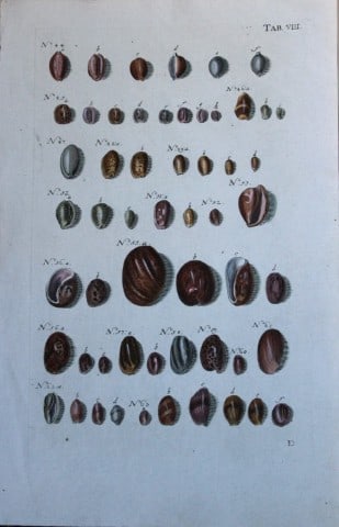 JS Schroter - Rare hand coloured engraving of shells 1782: This rare hand coloured copper plate conchology engraving, on laid paper, is originally from Musei Gottwaldiani Testaceorum, Stellarum Marinarum et Coralliorum quae Supersunt Tablulae. Die Conchylien,