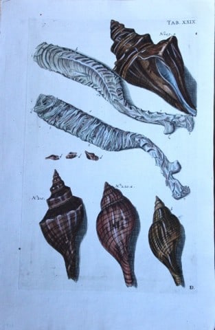 JS Schroter - Rare hand coloured engraving of shells 1782: This rare hand coloured copper plate conchology engraving, on laid paper, is originally from Musei Gottwaldiani Testaceorum, Stellarum Marinarum et Coralliorum quae Supersunt Tablulae. Die Conchylien,