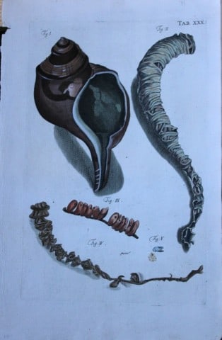 JS Schroter - Rare hand coloured engraving of shells 1782: This rare hand coloured copper plate conchology engraving, on laid paper, is originally from Musei Gottwaldiani Testaceorum, Stellarum Marinarum et Coralliorum quae Supersunt Tablulae. Die Conchylien,