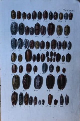 JS Schroter - Rare hand coloured engraving of shells 1782: This rare hand coloured copper plate conchology engraving, on laid paper, is originally from Musei Gottwaldiani Testaceorum, Stellarum Marinarum et Coralliorum quae Supersunt Tablulae. Die Conchylien,