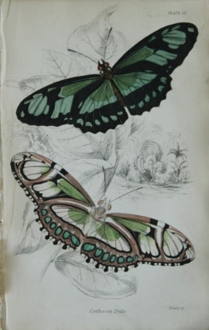 James Duncan - Hand coloured engraving of a Foreign Butterfly 1837: This beautiful hand coloured engraving of a butterfly is from Sir William Jardine?s The Naturalist's Library ? Entomology, Volume V, Foreign Butterflies illustrated by James Duncan. Published by WH Li