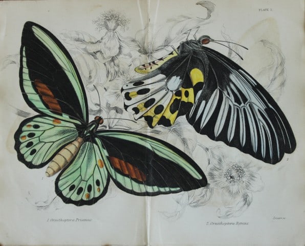 James Duncan - Hand coloured engraving of a Foreign Butterfly 1837: This beautiful hand coloured engraving of a butterfly is from Sir William Jardine?s The Naturalist's Library ? Entomology, Volume V, Foreign Butterflies illustrated by James Duncan. Published by WH Li
