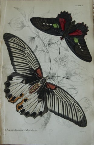 James Duncan - Hand coloured engraving of a Foreign Butterfly 1837: This beautiful hand coloured engraving of a butterfly is from Sir William Jardine?s The Naturalist's Library ? Entomology, Volume V, Foreign Butterflies illustrated by James Duncan. Published by WH