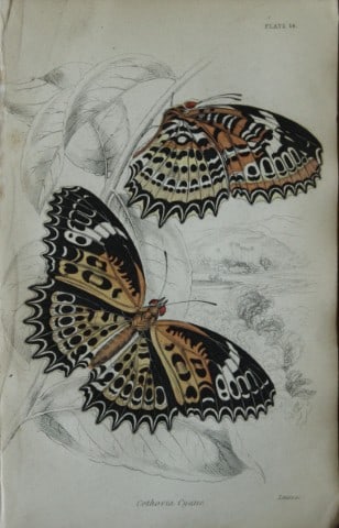 James Duncan - Hand coloured engraving of a Foreign Butterfly 1837: This beautiful hand coloured engraving of a butterfly is from Sir William Jardine?s The Naturalist's Library ? Entomology, Volume V, Foreign Butterflies illustrated by James Duncan. Published by WH