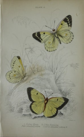 James Duncan - Hand coloured engraving of British Butterflies 1835: This engraving of British butterflies is from Sir William Jardine?s The Naturalist's Library ? Entomology, Volume III, British Butterflies by James Duncan, published by WH Lizars, Edinburgh 1835.