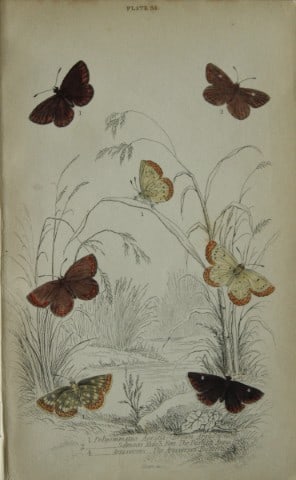 James Duncan - Hand coloured engraving of British Butterflies 1835: This engraving of British butterflies is from Sir William Jardine?s The Naturalist's Library ? Entomology, Volume III, British Butterflies by James Duncan, published by WH Lizars, Edinburgh 1835.