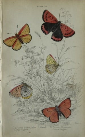 James Duncan - Hand coloured engraving of British Butterflies 1835: This engraving of British butterflies is from Sir William Jardine?s The Naturalist's Library ? Entomology, Volume III, British Butterflies by James Duncan, published by WH Lizars, Edinburgh 1835.