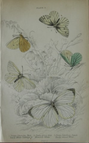 James Duncan - Hand coloured engraving of British Butterflies 1835: This engraving of British butterflies is from Sir William Jardine?s The Naturalist's Library ? Entomology, Volume III, British Butterflies by James Duncan, published by WH Lizars, Edinburgh 1835.