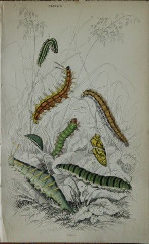 James Duncan - Hand coloured engraving of British Butterflies 1835: This engraving of British butterflies is from Sir William Jardine?s The Naturalist's Library ? Entomology, Volume III, British Butterflies by James Duncan, published by WH Lizars, Edinburgh 1835.