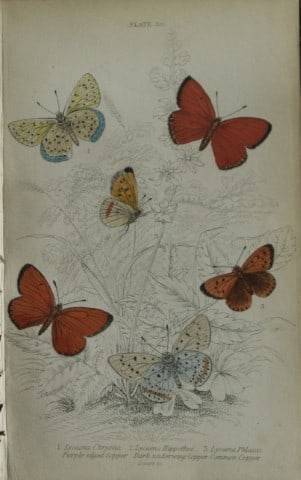 James Duncan - Hand coloured engraving of British Butterflies 1835: This engraving of British butterflies is from Sir William Jardine?s The Naturalist's Library ? Entomology, Volume III, British Butterflies by James Duncan, published by WH Lizars, Edinburgh 1835.