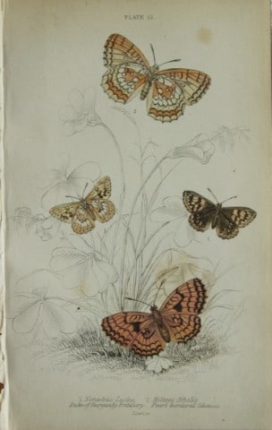 James Duncan - Hand coloured engraving of British Butterflies 1835: This engraving of British butterflies is from Sir William Jardine?s The Naturalist's Library ? Entomology, Volume III, British Butterflies by James Duncan, published by WH Lizars, Edinburgh 1835.