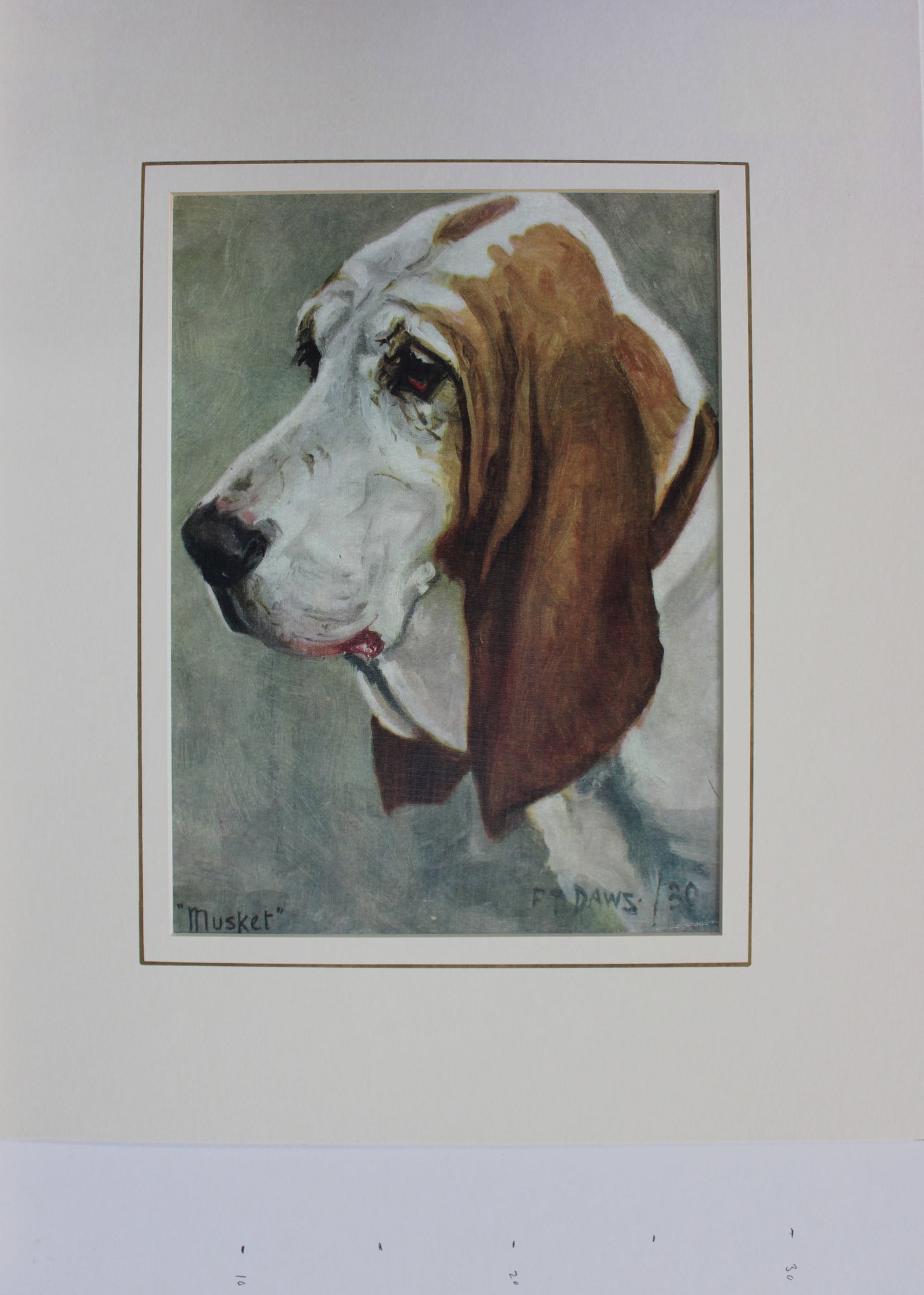 FT Daws - Musket the Basset Hound 1930: FT Daws - Musket the Basset Hound 1930