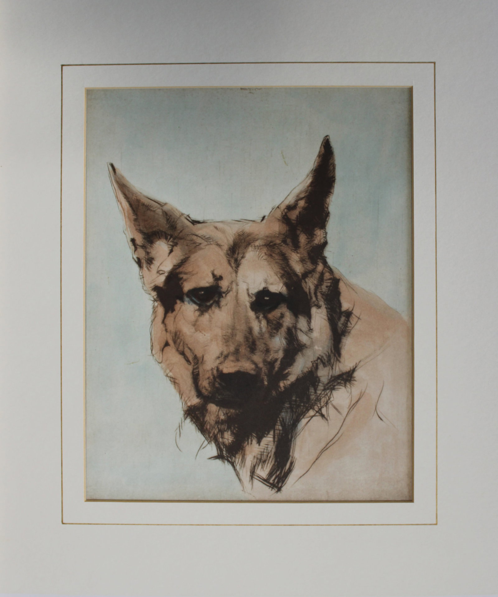 Malcolm Nicholson - German Shepherd c1930 (1 of 1)