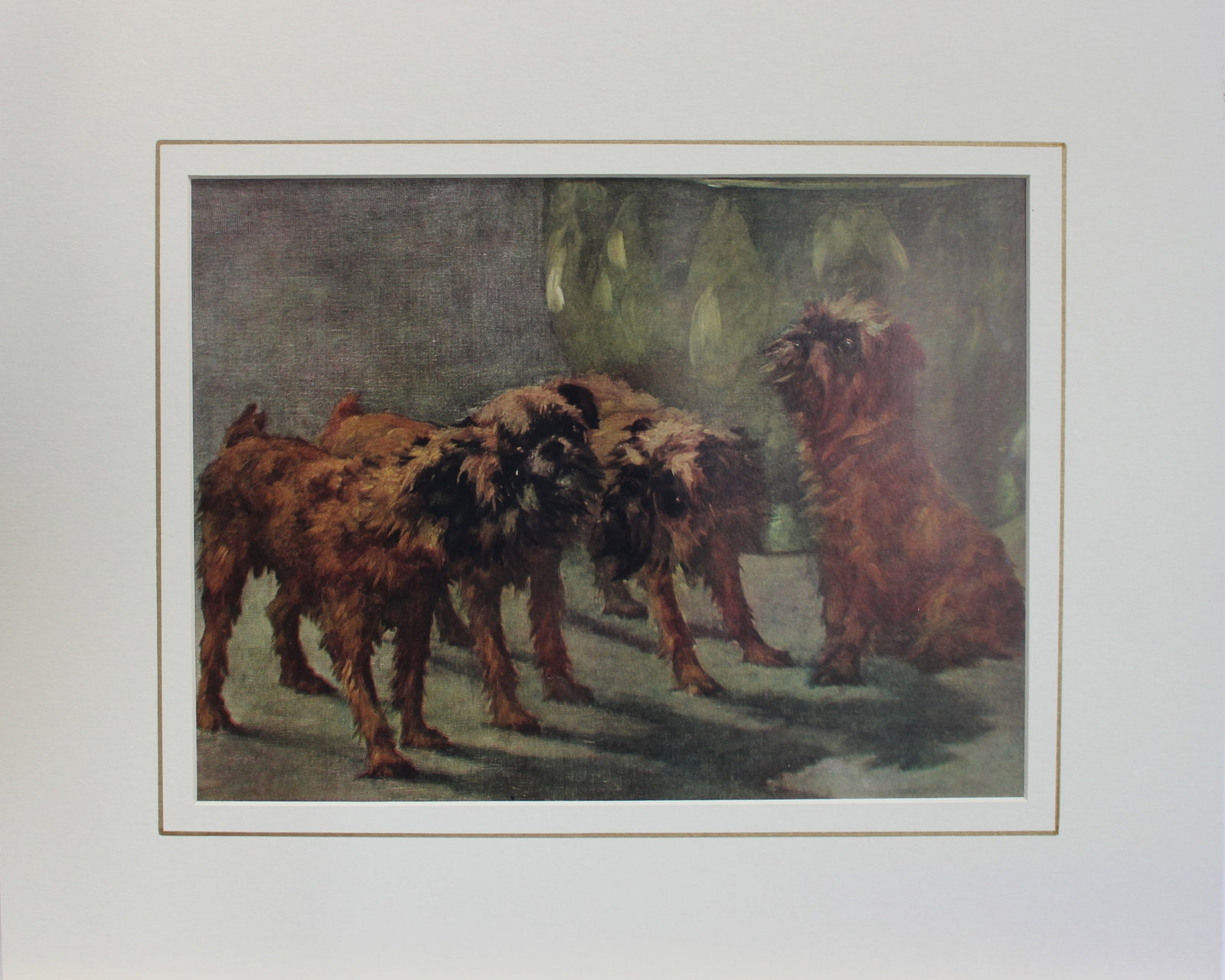 Maud Earl - Griffon Bruxellois 1913 (1 of 1)