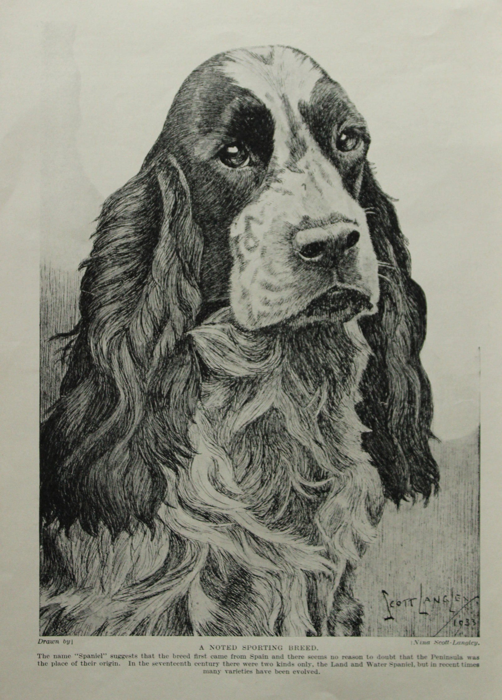 Nina Scott-Langley - Springer Spaniel 1933: Nina Scott-Langley - Springer Spaniel 1933