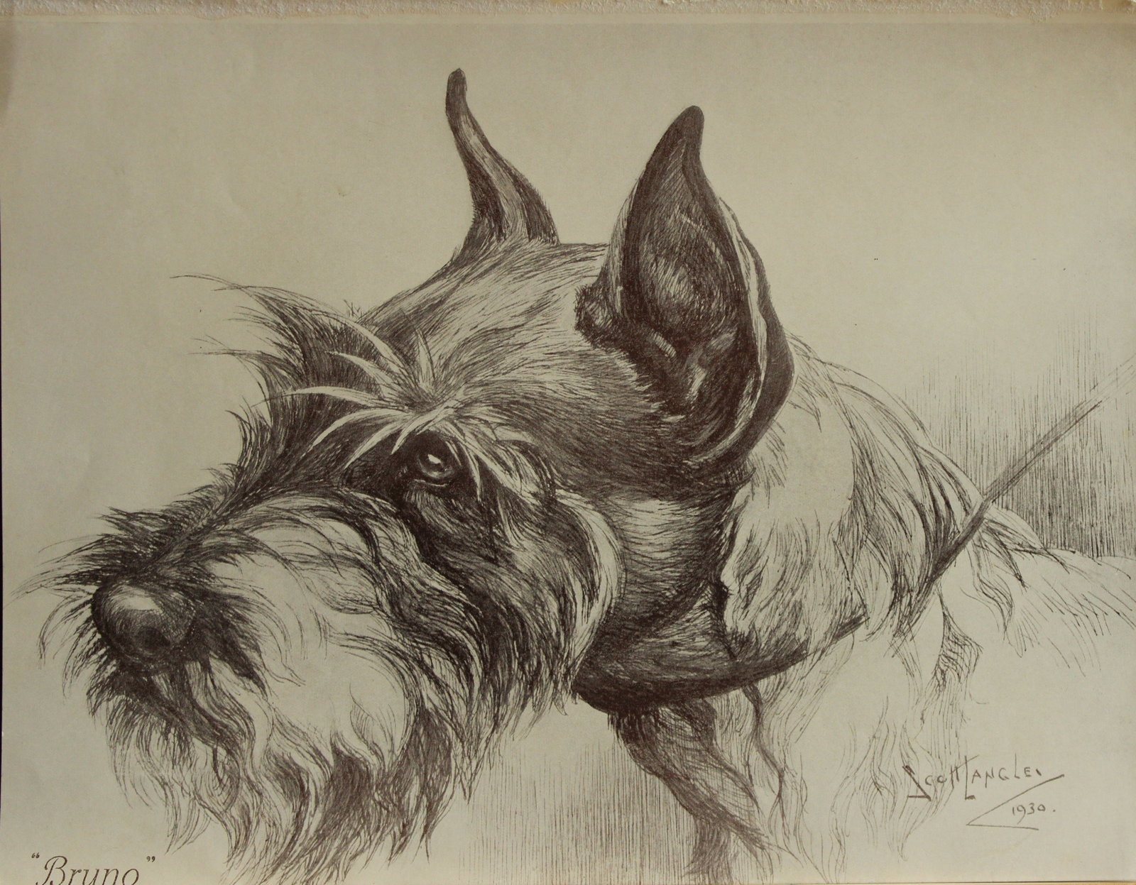 Nina Scott-Langley - Bruno, a Schnauzer 1930: Nina Scott-Langley - Bruno, a Schnauzer 1930