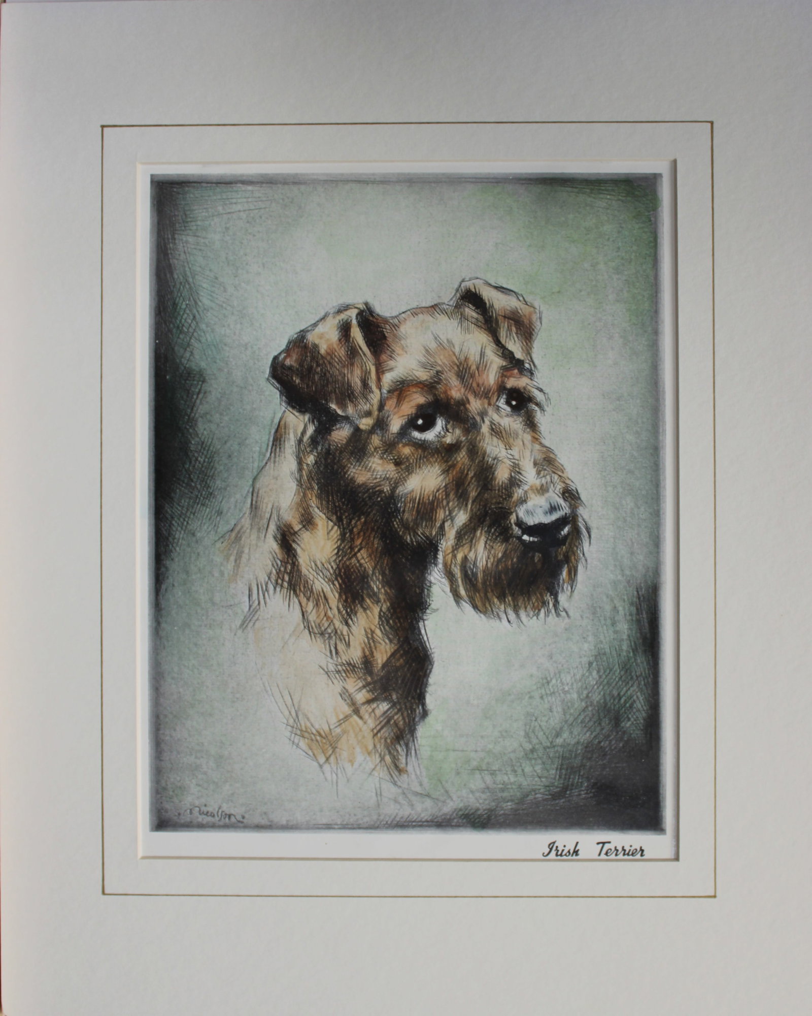 Malcolm Nicholson - Irish Terrier c1930 (1 of 1)