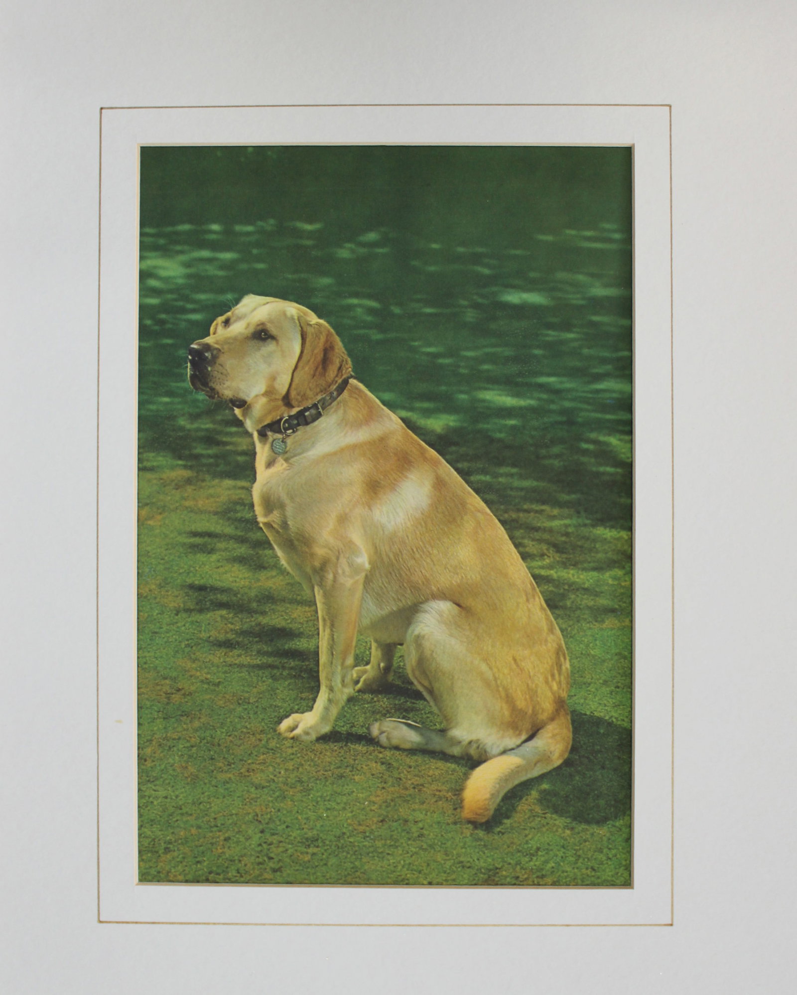 Golden Retriever (1 of 1)
