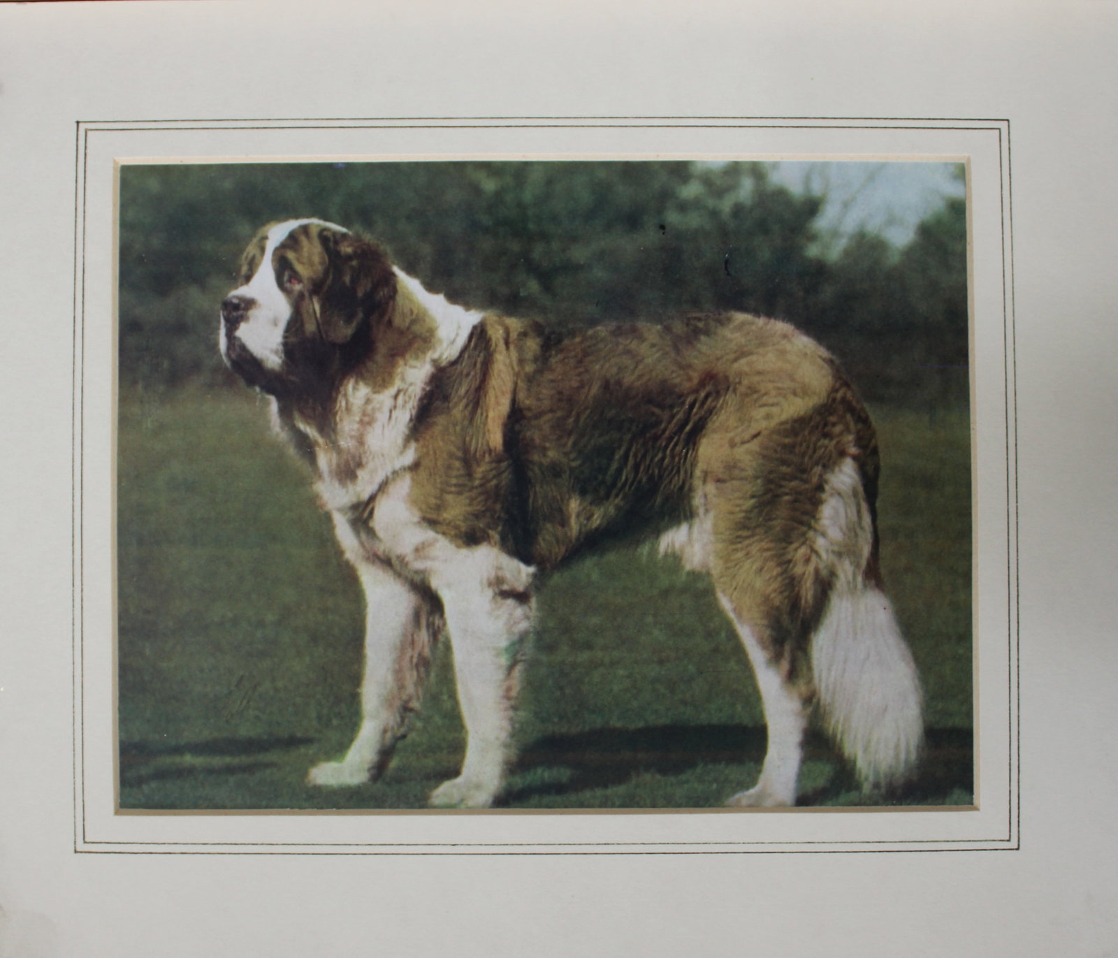 Thomas Fall - St Bernard c1930: Thomas Fall - St Bernard c1930