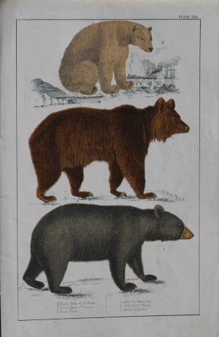 Oliver Goldsmith - Engraving of Bears 1850: This hand-coloured copper-plate engraving is from A History of the Earth and Animated Nature by Oliver Goldsmith (1728-1774) published by A. Fullarton, London 1850. This work sought to draw together