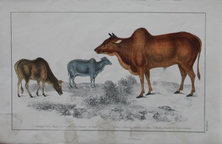 Oliver Goldsmith - Engraving of Zebus 1850: This hand-coloured copper-plate engraving is from A History of the Earth and Animated Nature by Oliver Goldsmith (1728-1774) published by A. Fullarton, London 1850. This work sought to draw together