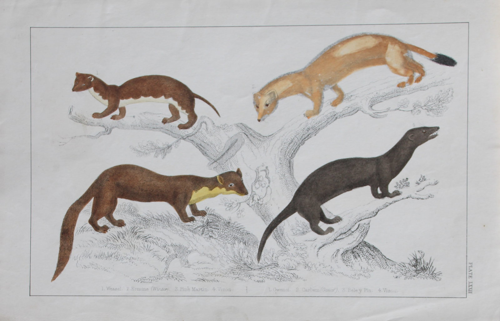 Oliver Goldsmith - Engraving of Weasel and Pine Martens 1850: This hand-coloured copper-plate engraving is from A History of the Earth and Animated Nature by Oliver Goldsmith (1728-1774) published by A. Fullarton, London 1850. This work sought to draw together