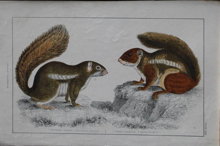 Oliver Goldsmith - Engraving of Squirrels 1850: This hand-coloured copper-plate engraving is from A History of the Earth and Animated Nature by Oliver Goldsmith (1728-1774) published by A. Fullarton, London 1850. This work sought to draw together
