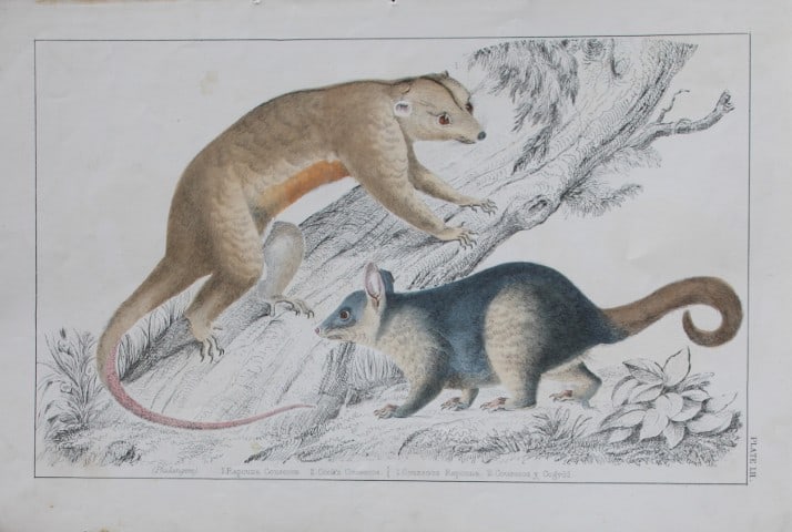 Oliver Goldsmith - Engraving of Couscoos 1850: This hand-coloured copper-plate engraving is from A History of the Earth and Animated Nature by Oliver Goldsmith (1728-1774) published by A. Fullarton, London 1850. This work sought to draw together