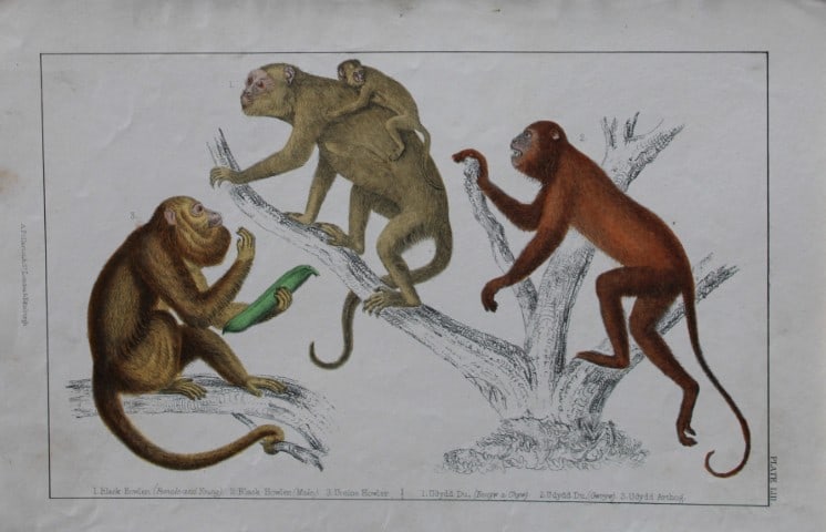 Oliver Goldsmith - Engraving of Howler Monkeys 1850: This hand-coloured copper-plate engraving is from A History of the Earth and Animated Nature by Oliver Goldsmith (1728-1774) published by A. Fullarton, London 1850. This work sought to draw together