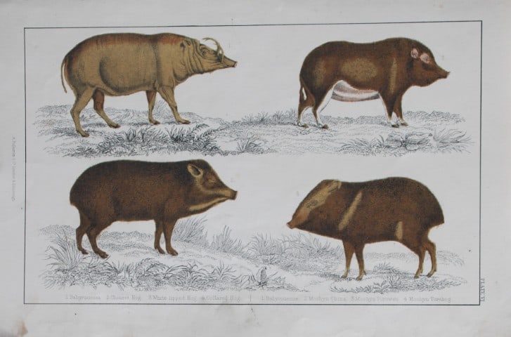 Oliver Goldsmith - Engraving of Hog varieties 1850: This hand-coloured copper-plate engraving is from A History of the Earth and Animated Nature by Oliver Goldsmith (1728-1774) published by A. Fullarton, London 1850. This work sought to draw together