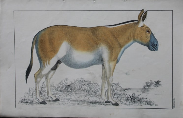 Oliver Goldsmith - Engraving of Dziggtai 1850: This hand-coloured copper-plate engraving is from A History of the Earth and Animated Nature by Oliver Goldsmith (1728-1774) published by A. Fullarton, London 1850. This work sought to draw together