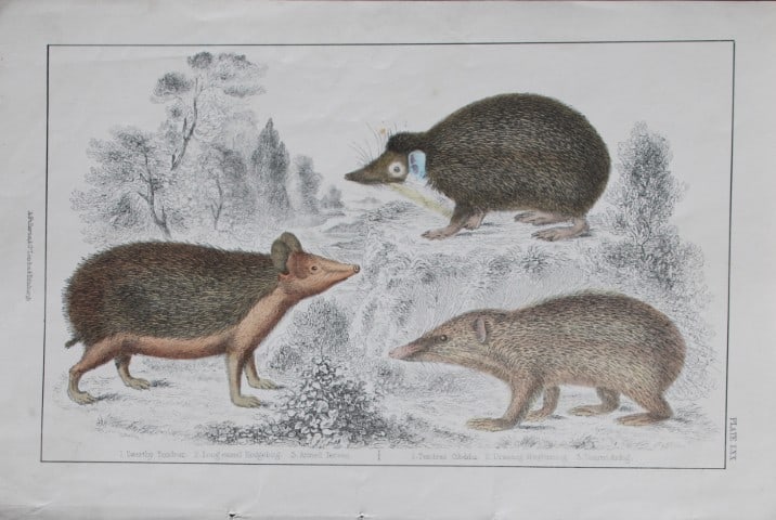 Oliver Goldsmith - Engraving of Hedgehogs and Tenrecs 1850: This hand-coloured copper-plate engraving is from A History of the Earth and Animated Nature by Oliver Goldsmith (1728-1774) published by A. Fullarton, London 1850. This work sought to draw together