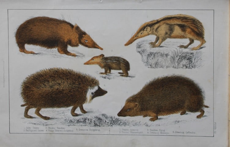 Oliver Goldsmith - Engraving of Hedgehogs and Tenrecs 1850: This hand-coloured copper-plate engraving is from A History of the Earth and Animated Nature by Oliver Goldsmith (1728-1774) published by A. Fullarton, London 1850. This work sought to draw together