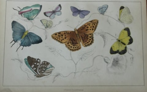 Oliver Goldsmith - Engraving of Butterflies 1850: This hand-coloured copper-plate engraving is from A History of the Earth and Animated Nature by Oliver Goldsmith (1728-1774) published by A. Fullarton, London 1850. This work sought to draw together